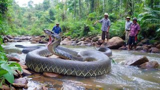 Enormous Python Encounter in the Jungle