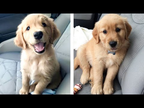 💖 Cutest Golden Puppies Make You Feel Completely At Ease While Watching 🐶 | Cute Puppies