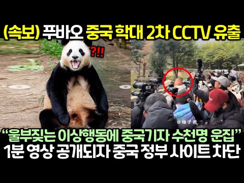 (속보) 푸바오 중국 2차 CCTV 유출! 1분 영상 공개되자 난리난 상황