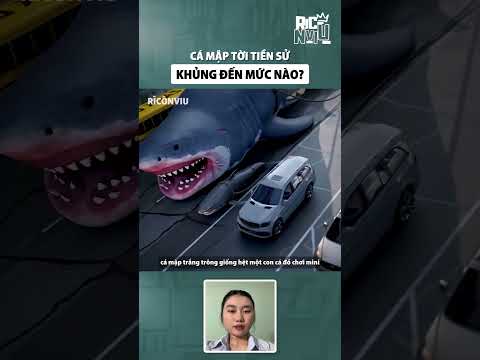 Cá mập thời tiền sử khủng đến mức nào?