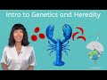 Exploring Genetics and Heredity Concepts
