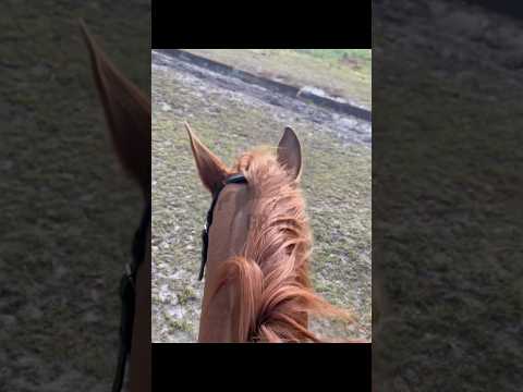 i 10/10 recommend riding with airpods || #gb #equestrian