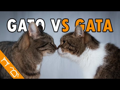 Las Diferencias Entre GATAS Y GATOS Que NO SABES