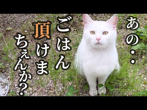 野良猫しろちゃん、保護しました。