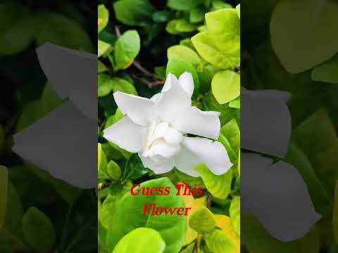 #Guess This Flower #Naturelove #Naturelife🌹🌹🌹🌹🌹🌹