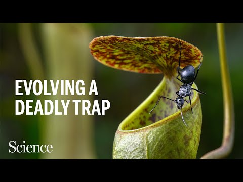 These carnivorous plants won the evolutionary jackpot