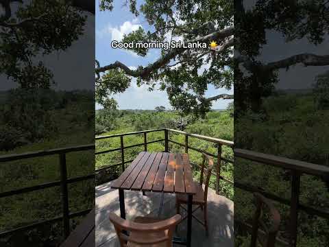 Nothing beats the thrill of spotting wild elephants 🐘 or leopards🐆 in their natural habitat🌿 #travel