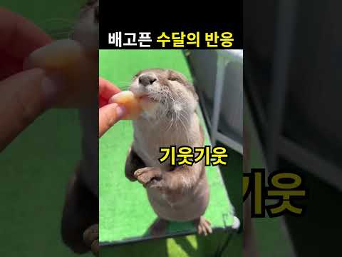 배고픈 수달의 <strong>반응</strong>