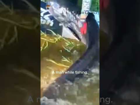Cá Trê 2,5 mét Nặng Hơn 100kg #fishing #amazing #cauca365 #tintuc #short