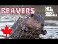 Beaver Ecology and Characteristics