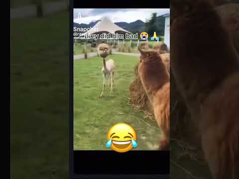 Your welcome now you can never unsee that have fun😂