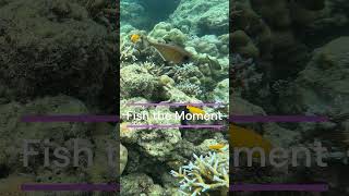 🐠 Discover the Colorful Fishlife of Tribe Gate, Havelock Island! 🌊 #tribegate #fishlife #havelock
