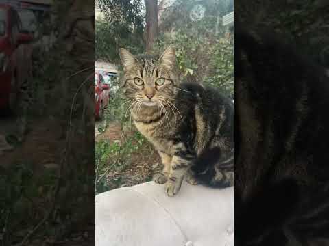 Ne Nee 🧿 #kedi #cat #kitten #catlover #kedivideoları #cute #shorts #funny #catvideos