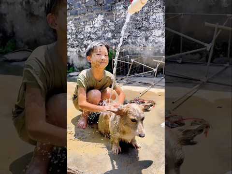 It's all the dog's fault #trending #shortvideo #viralvideo #ytshorts #comedy #viralshorts #shorts
