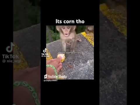 but it's CORN credits: @JadeedZion