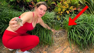 I RESCUED A FAMILY OF REJECTED BABY BUNNIES!