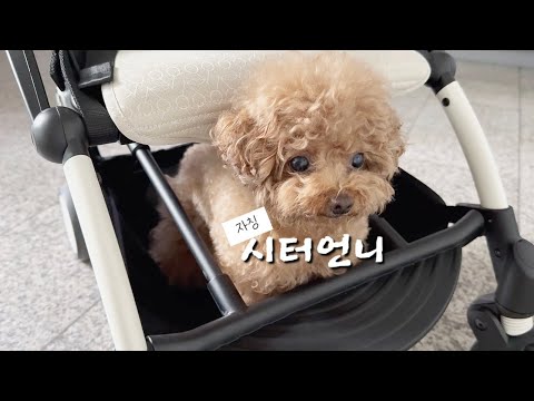 아기 어린이집 등하원에 진심인 강아지ㅋㅋ