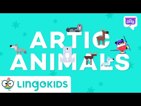 Learn About Polar Animals 🐻‍❄️❄️ | Vocabulary for Kids | Lingokids