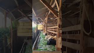 Berusaha Ngumpulun sampe ratusan ekor #domba #pedagangdombagarut #pandawafarm #pertenakan #farming