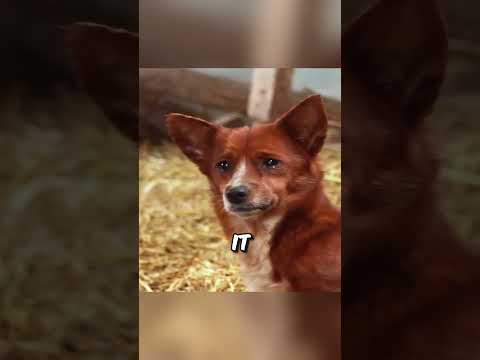This Dog is convinced the Cow is his Mother ?