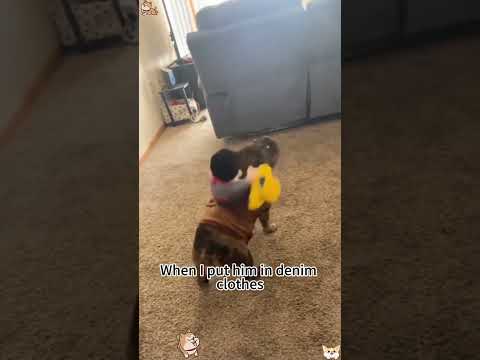 Funny and cute dogs compilation#cute#doglover#doglife#cure#dogshorts#pet#doglife#dogshorts