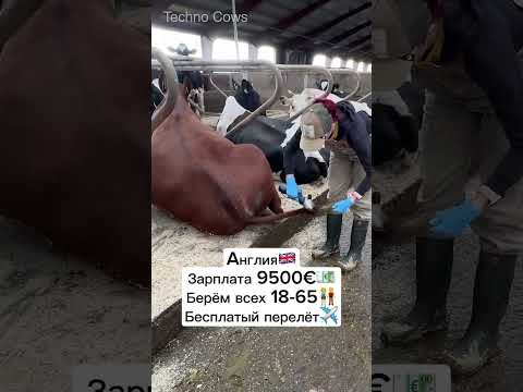 ‼️ПИШИТЕ +++ В КОММЕНТАРИИ