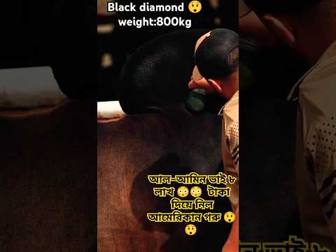 Black diamond 😳 ৮০০ কেজি গরু ৮ লাখ টাকা 😲😲😲😲😲😲😲#bull #qurbani2025 #qurbani #shorts #trending #cow