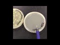 Transformation Efficiency and Bacterial Growth