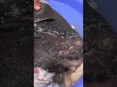 YOU CAN EAT THIS PART OF A COW ? #wisespade7 #asmr #trending #diy #yapping