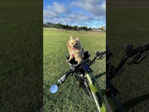 Frey CC FAT eBike🚲 + Mochi🐶 =Joy😄 | Best Full Suspension fat tire e-MTB, high performance-cost ratio