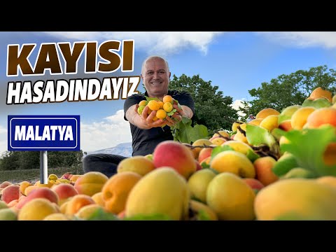 Memleketim Malatya'da Kayısı Hasadında 1 Gün Geçirdim !