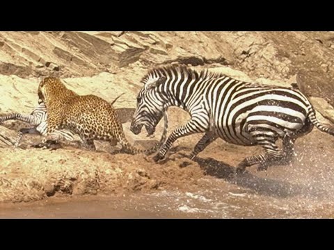 Desperate Zebra Mom Fights Off Leopard to Save Her Baby in Dramatic River Chase!