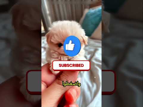 انتقام ذكي! شاهد ماذا فعلت بجارها الذي يسرق موقف سيارتها 😱 #اكسبلور #shorts