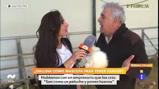 📺 Nos visita RTVE con su programa 'Mañaneros' para hablar sobre las gallinas como mascotas