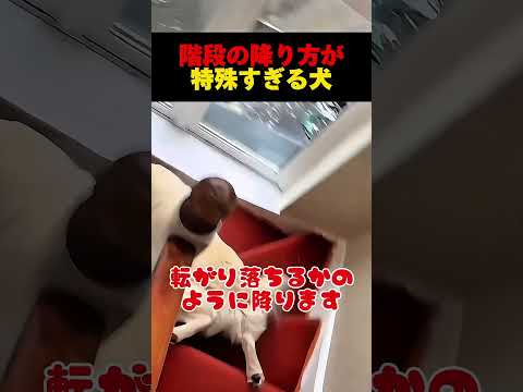 階段の降り方が特殊すぎる犬