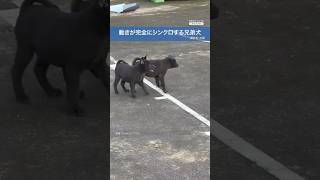動きが完全にシンクロする兄弟犬（撮影地：中国）