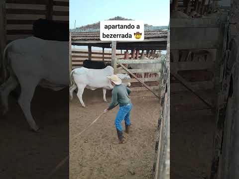 apartando as vacas dos bezerros #nelore #gado