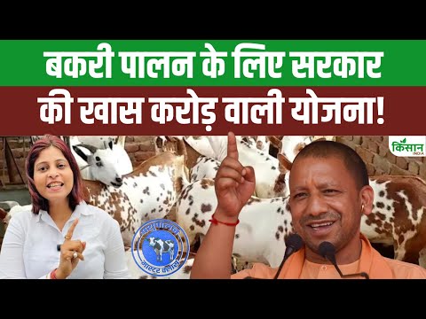 Bakri Palan Yojana 2025: करोड़ों की सब्सिडी के लिए आवेदन करने का आसान तरीका!। Goat Farming