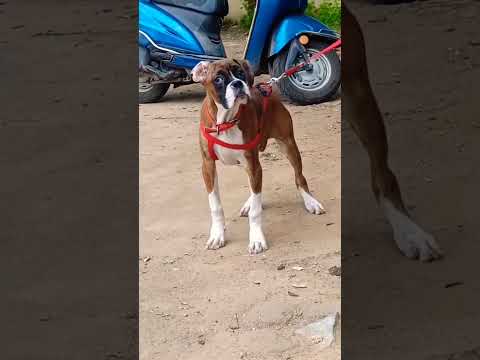 #Boxers#dog#