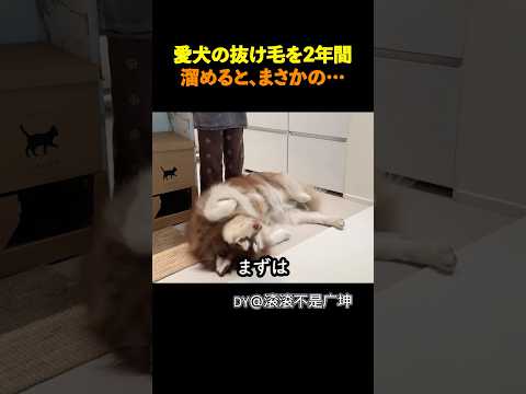 ㊗️1000万再生🎉愛犬の抜け毛を2年間ためると...？