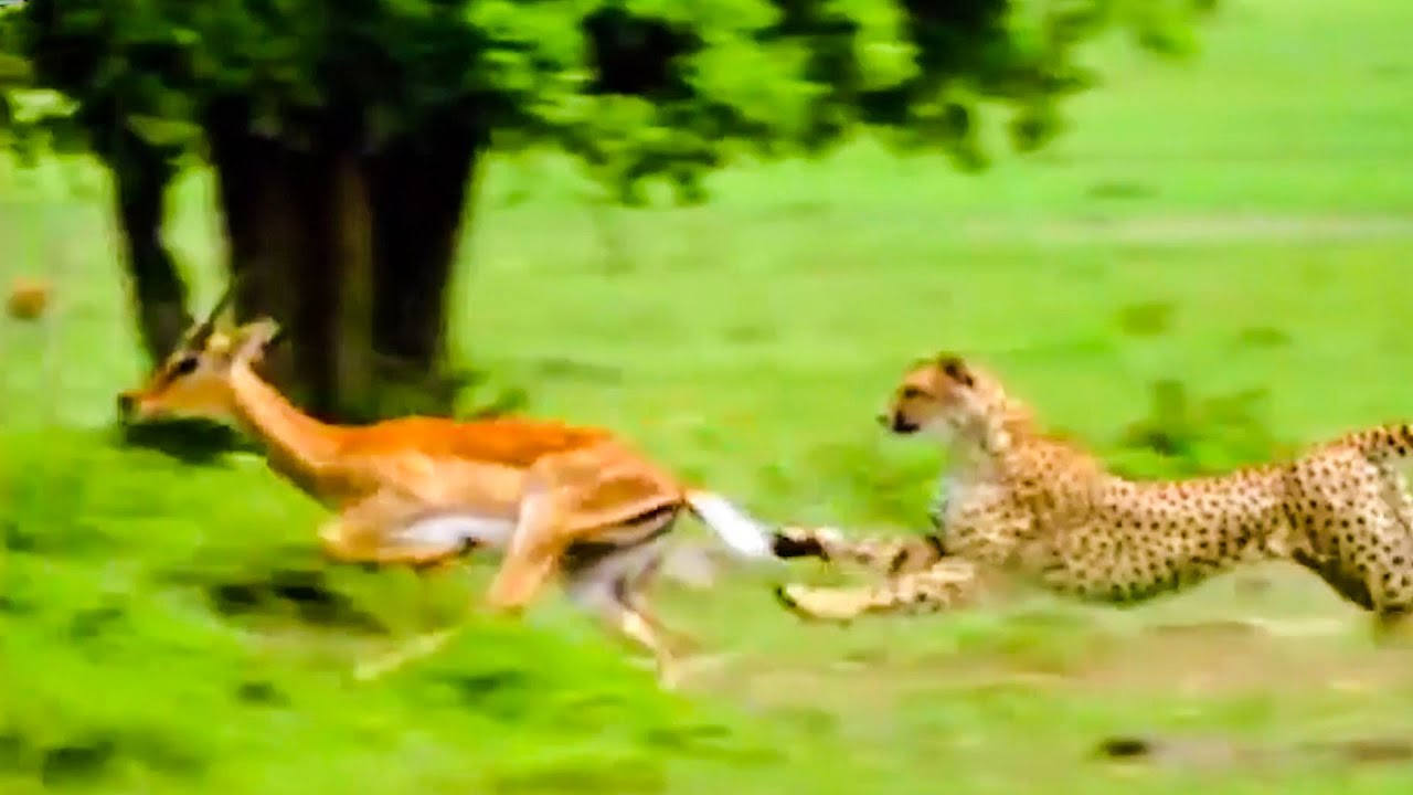 Best Animal Escapes Top 5 BBC Earth