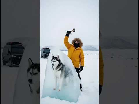 Brave Man Rescue a Wolf from Ice Block