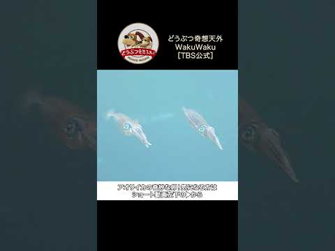 夏の西表島で繰り広げられるアオリイカの恋【どうぶつ奇想天外/WAKUWAKU】【どうぶつ奇想天外/WAKUWAKU】
