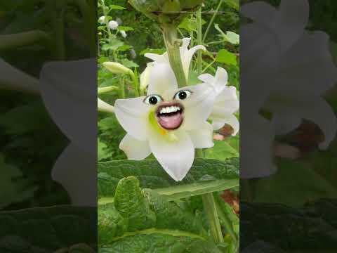 Ông trời đặt tên cho hoa gì mà ồn ào quá dị nè #phusayhi #thienphu #shorts