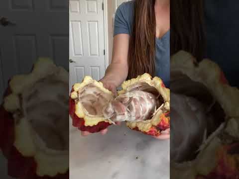 44 million views of Making Chocolate from Cacao Seeds | MyHealthyDish