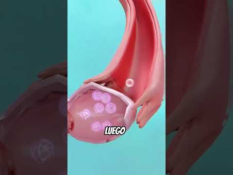 ¿Cómo se forma la menstruación?#shorts