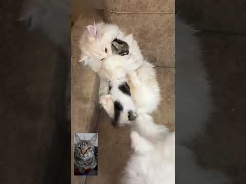 Kucing ini so sweet sekali