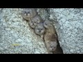Wildfire Impacts and Ecosystem Dynamics