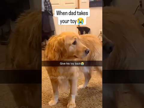 CUTE ANIMALS Behaving Just Like HUMANS!
