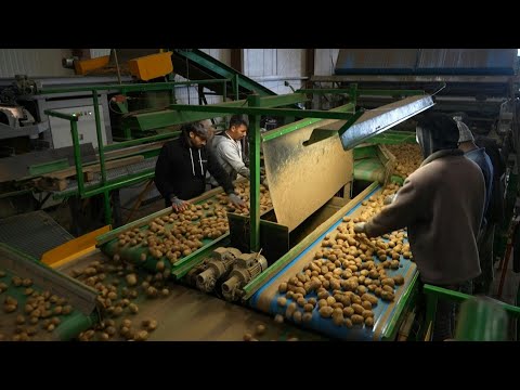 Belgian potato farmers hit by falling prices and rising costs | AFP